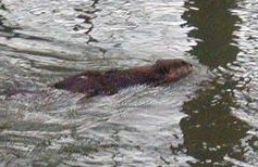 swimming creek beaver animals groundhog woodchuck
